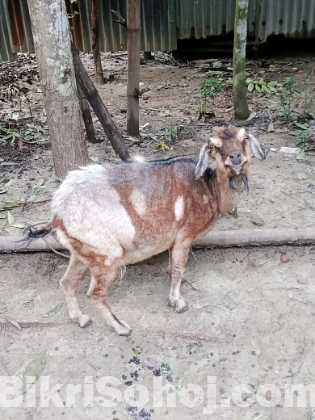 ছাগল বিক্রয় হবে কোরবানির জন্য ৳১০.৫০০